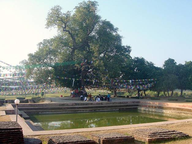 Cây bồ đề và ao Puskarini, nơi hoàng hậu Mayadevi làm lễ nhúng nước trước khi sinh Đức Phật (Ảnh: Wikipedia)